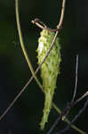 Maroon Carolina milkvine